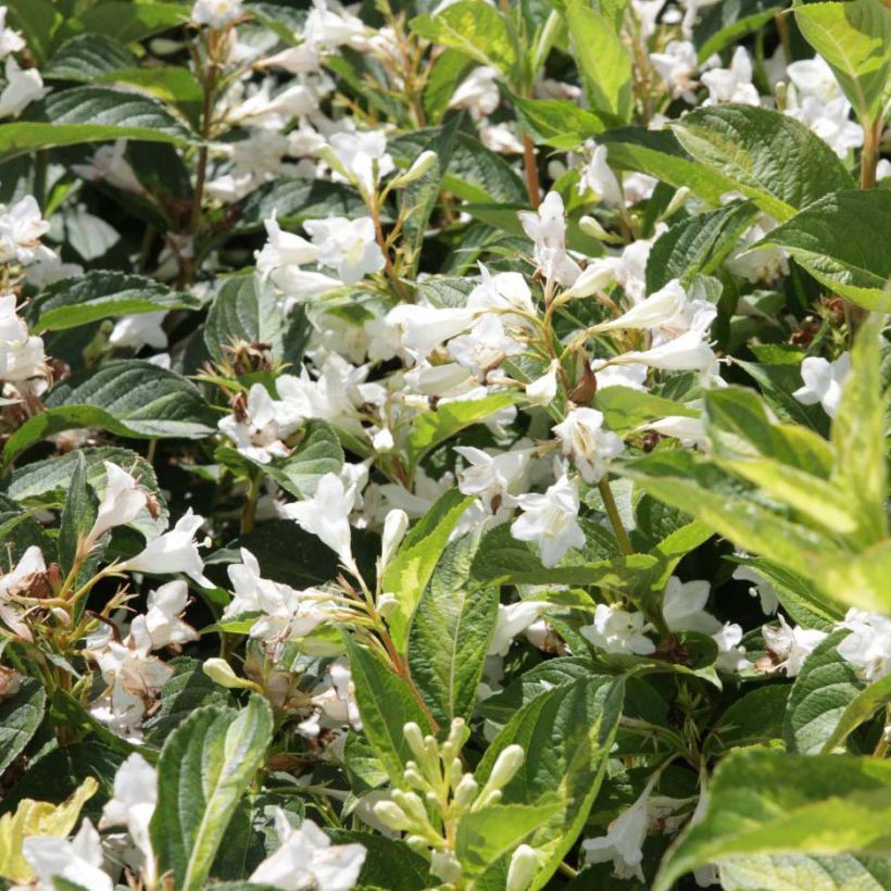 Weigela florida Milk and Honey (Blüte)