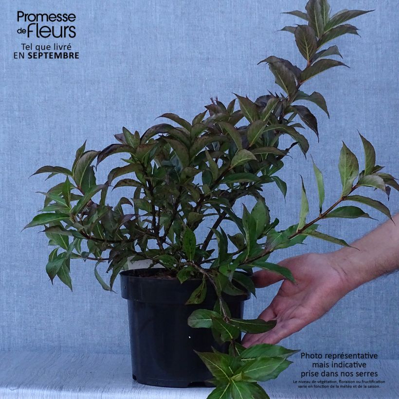 Exemplar von Weigela Minuet Pot de 2L/3L wie im Herbst geliefert