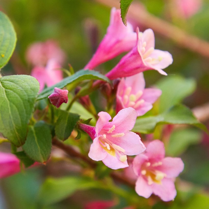 Weigela Minuet (Blüte)