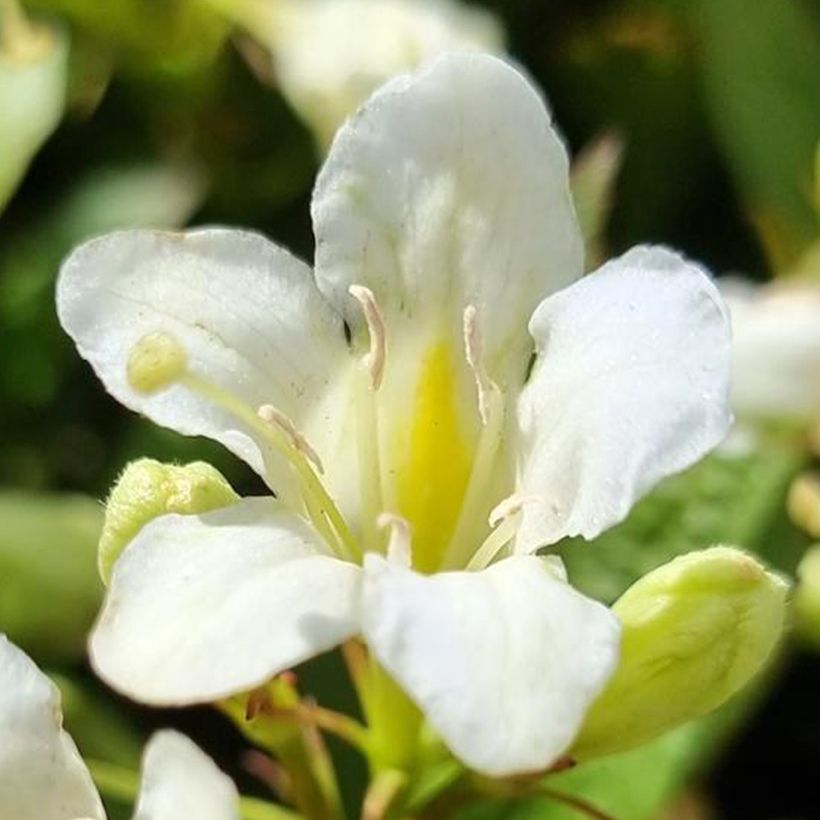 Weigela Picobella Bianco (Blüte)