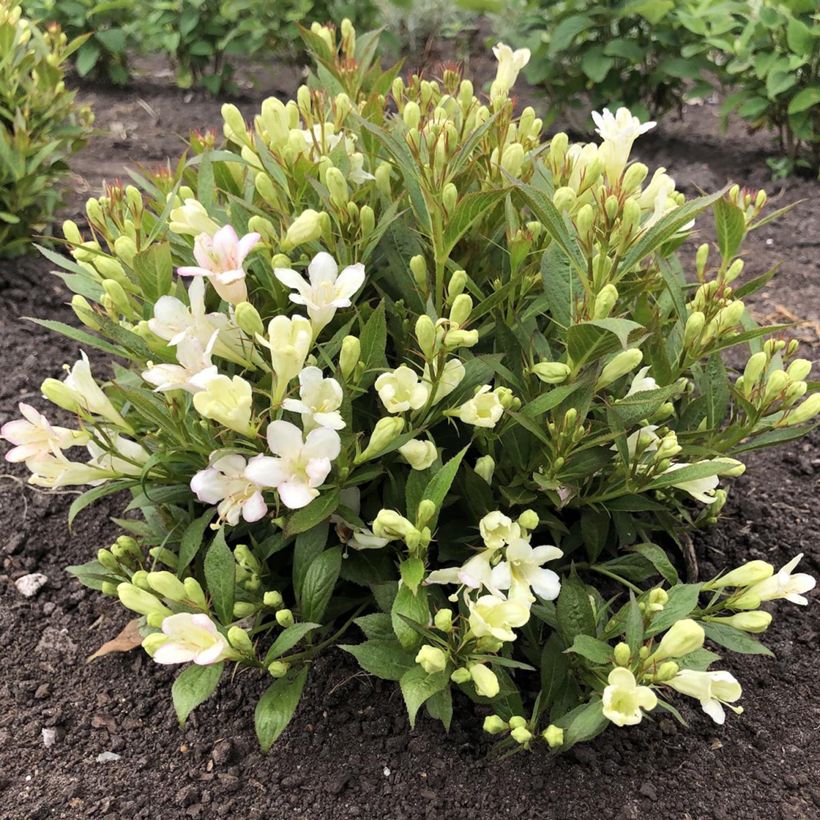 Weigela Picobella Bianco (Hafen)