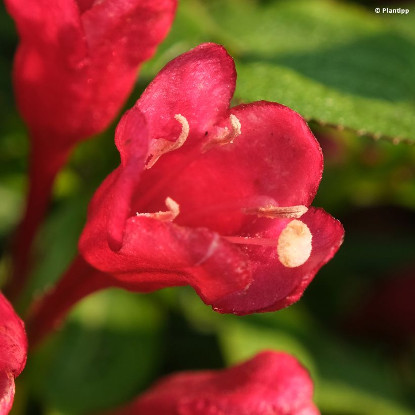 Weigela Picobella Rosso (Blüte)