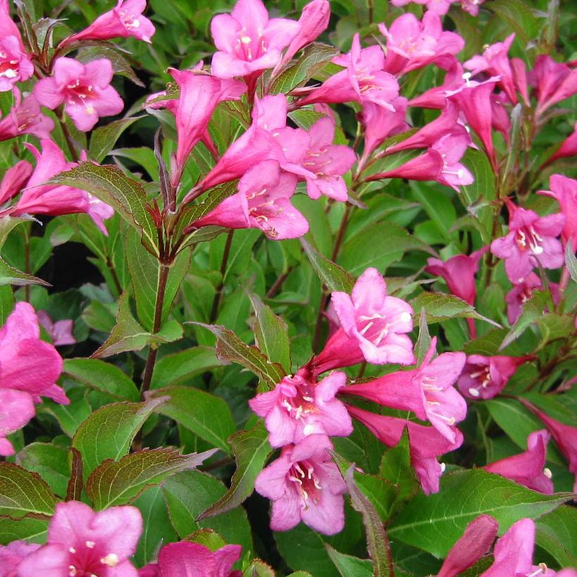 Weigela Rumba (Blüte)