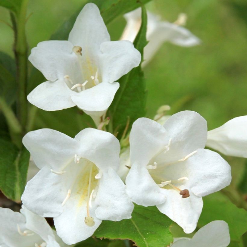 Weigela Snowflake (Blüte)