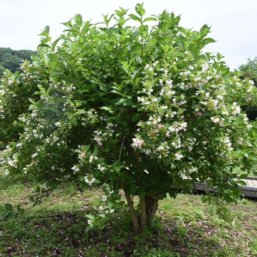 Weigela Snowflake (Hafen)