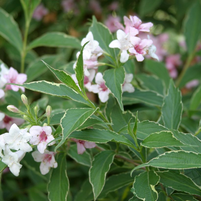 Weigela (x) florida Splendid - Weigelie (Laub)