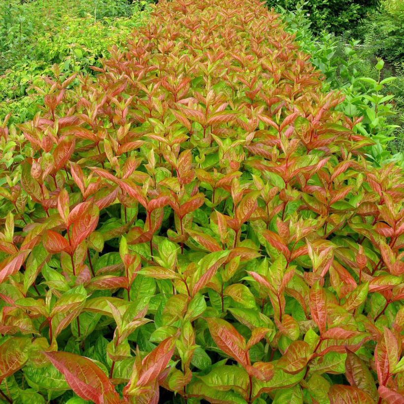 Weigela Wings of Fire (Laub)