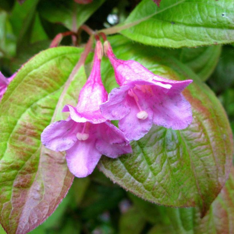 Weigela Wings of Fire (Blüte)