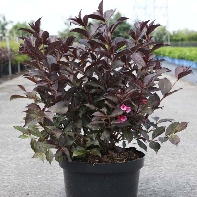 Weigela Alexandra (Hafen)