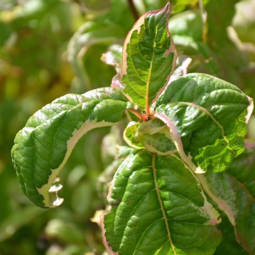 Weigela florida Caricature (Laub)