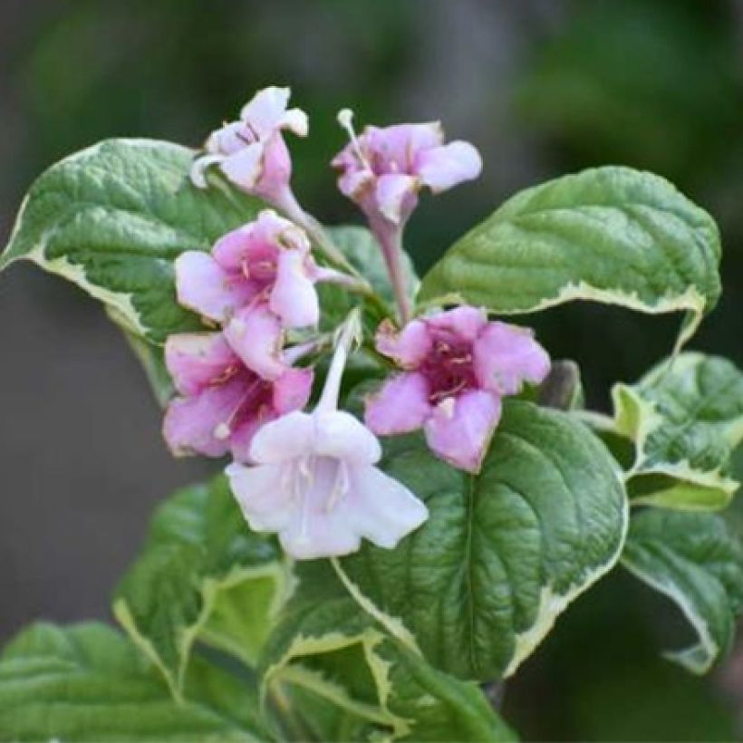 Weigela florida Caricature (Blüte)