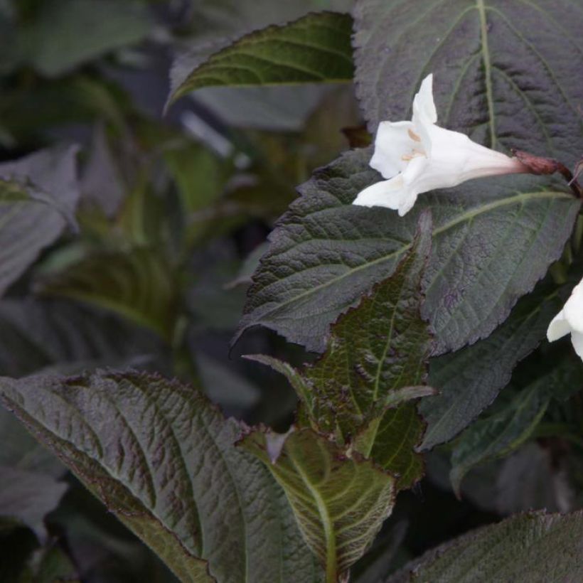 Weigela Ebony and Ivory (Laub)