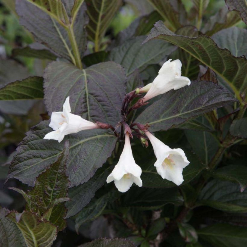 Weigela Ebony and Ivory (Blüte)