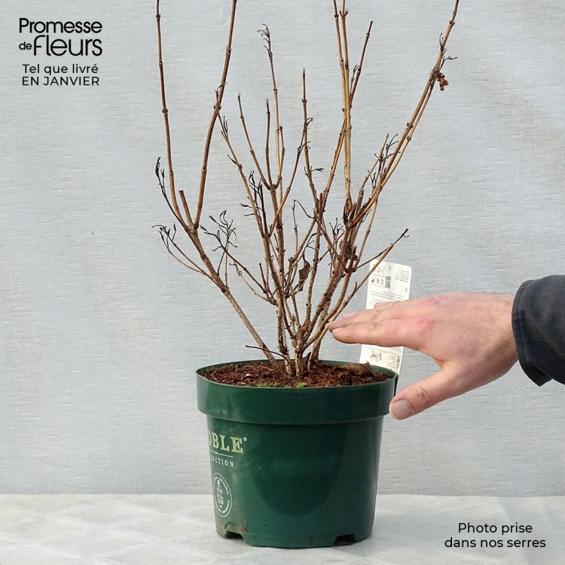 Exemplar von Weigela florida Ebony and Ivory en pot de 3/4L wie im Winter geliefert