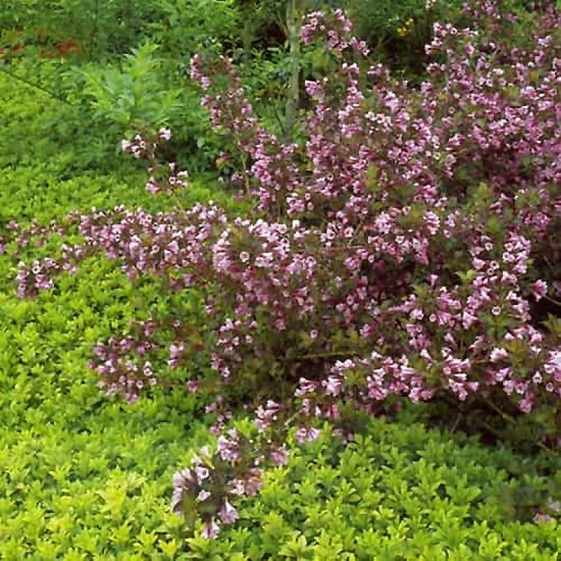 Weigela florida Foliis Purpureis (Hafen)