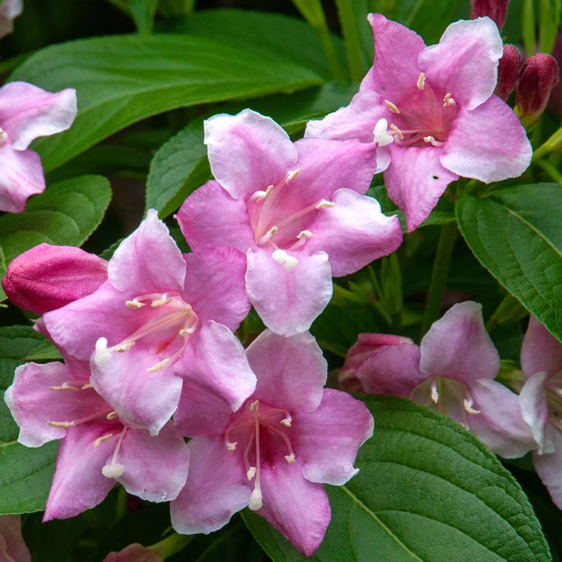 Weigela florida Korea (Blüte)