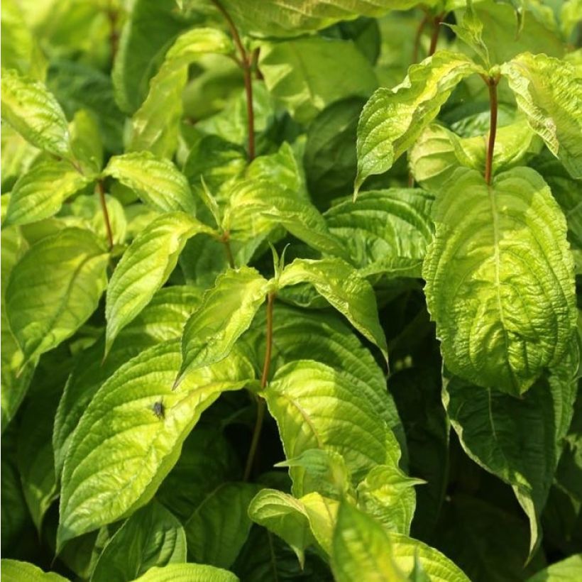 Weigela Lime Monster (Laub)