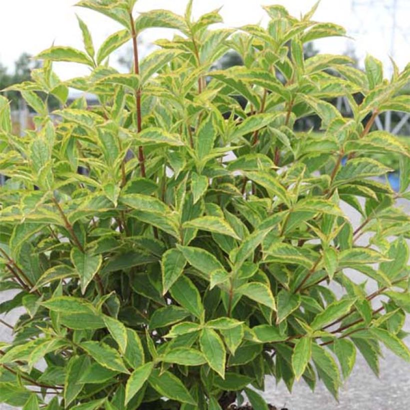 Weigela florida Brigela (Laub)