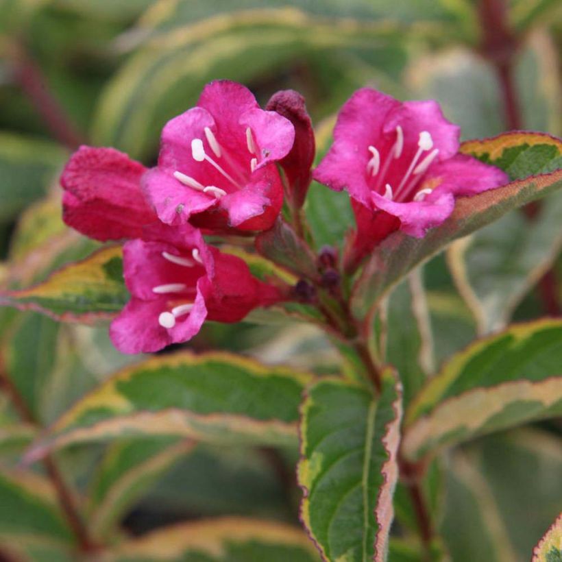 Weigela florida Brigela (Blüte)