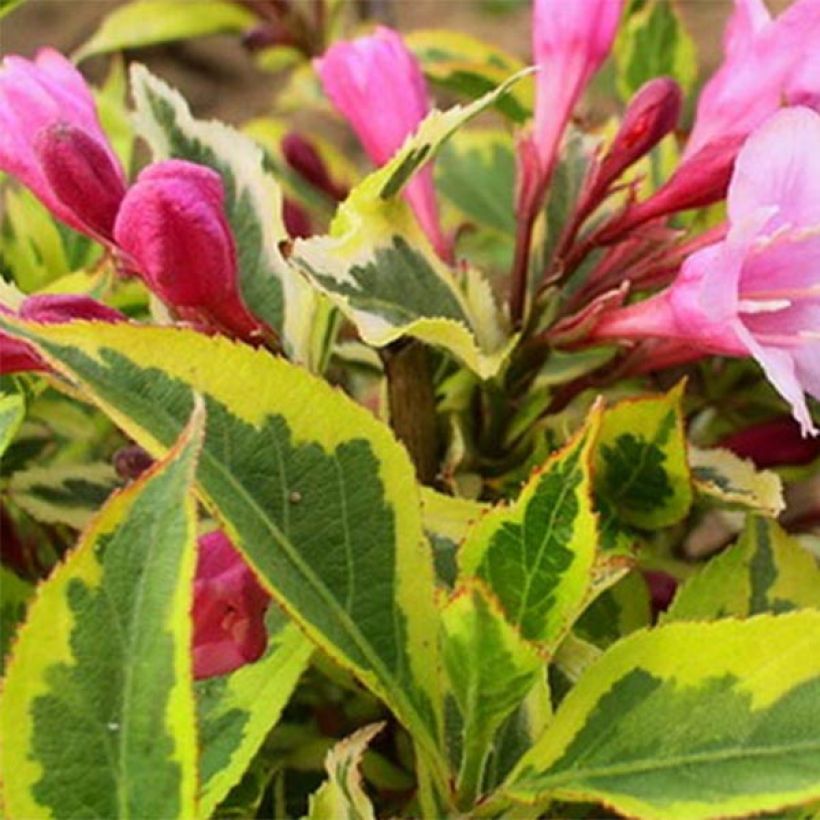 Weigela florida Magical Rainbow (Laub)