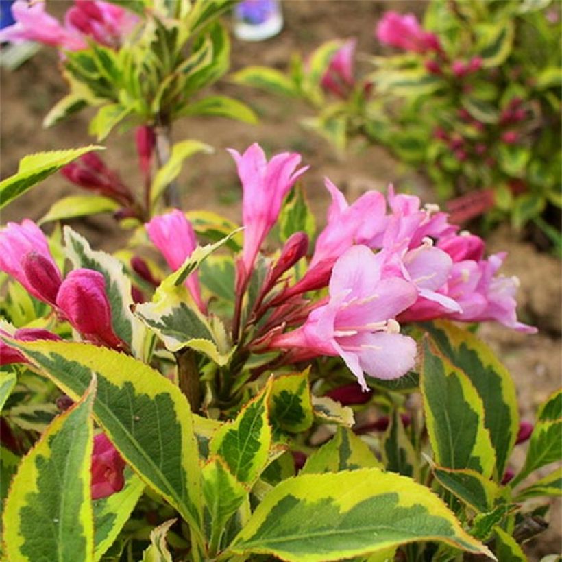 Weigela florida Magical Rainbow (Blüte)