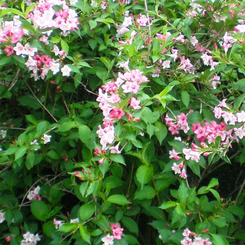 Weigela florida Marjorie (Blüte)