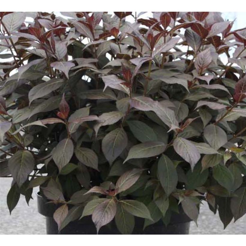 Weigela Minor Black (Laub)