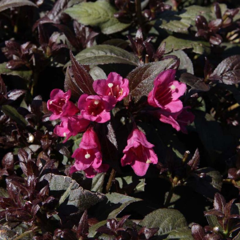 Weigela Minor Black (Blüte)