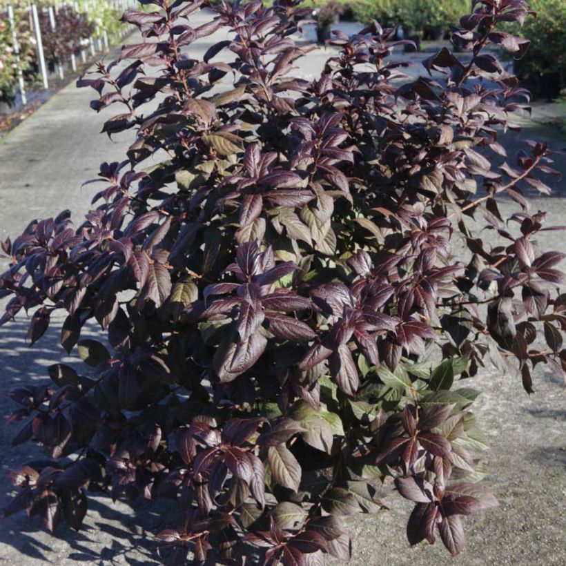 Weigela Minor Black (Hafen)