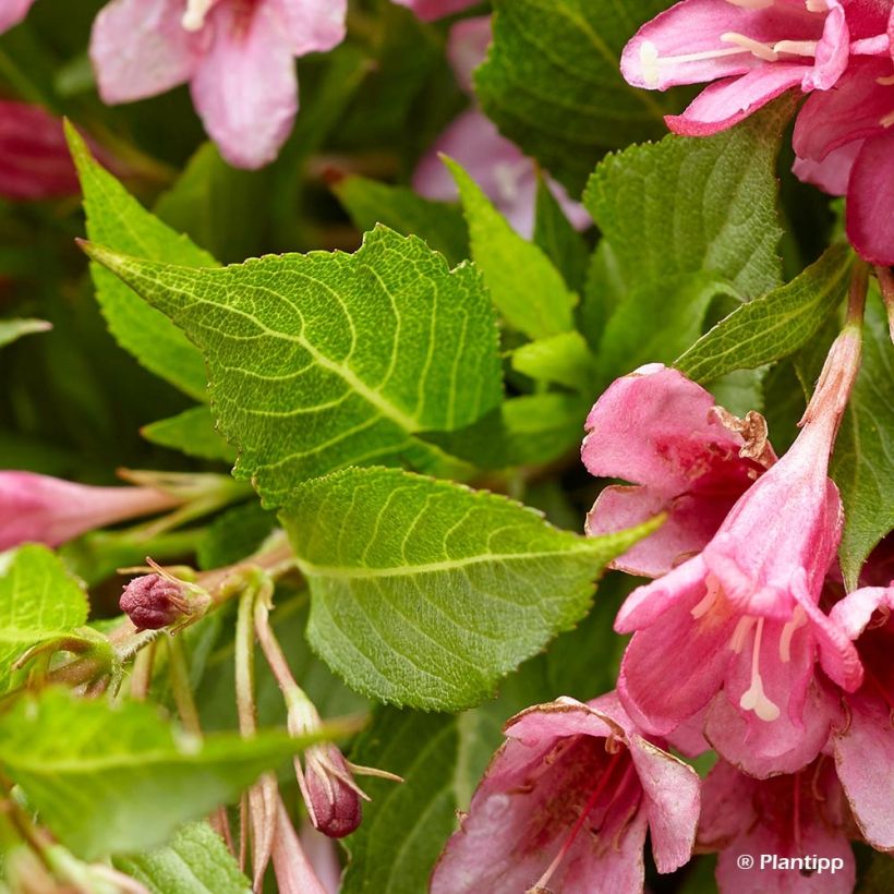 Weigela Picobella Rosa (Laub)