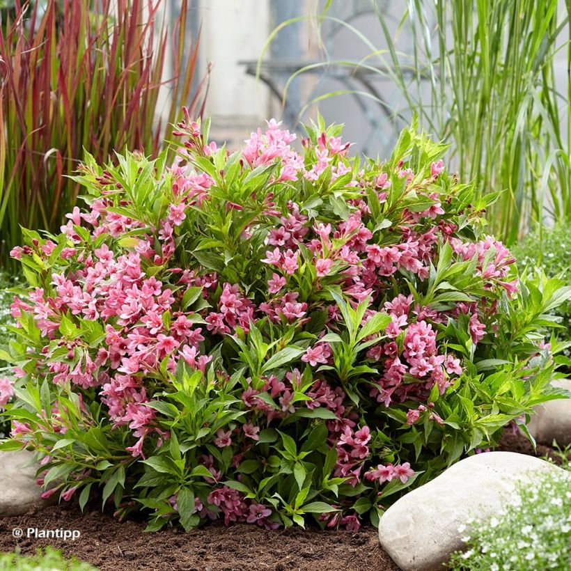 Weigela Picobella Rosa (Hafen)