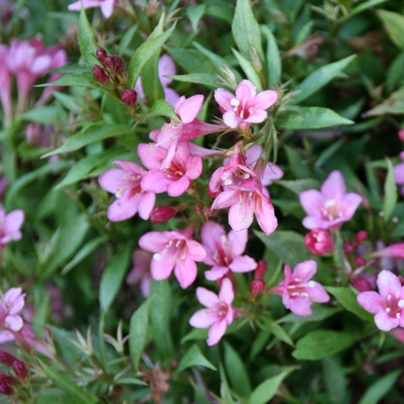 Weigela Picobella Rosa (Blüte)