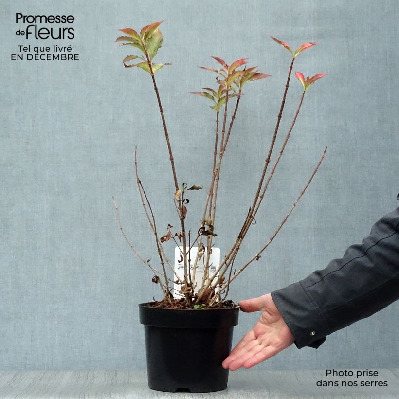 Exemplar von Weigela florida Pink Poppet Pot de 3,5L wie im Winter geliefert