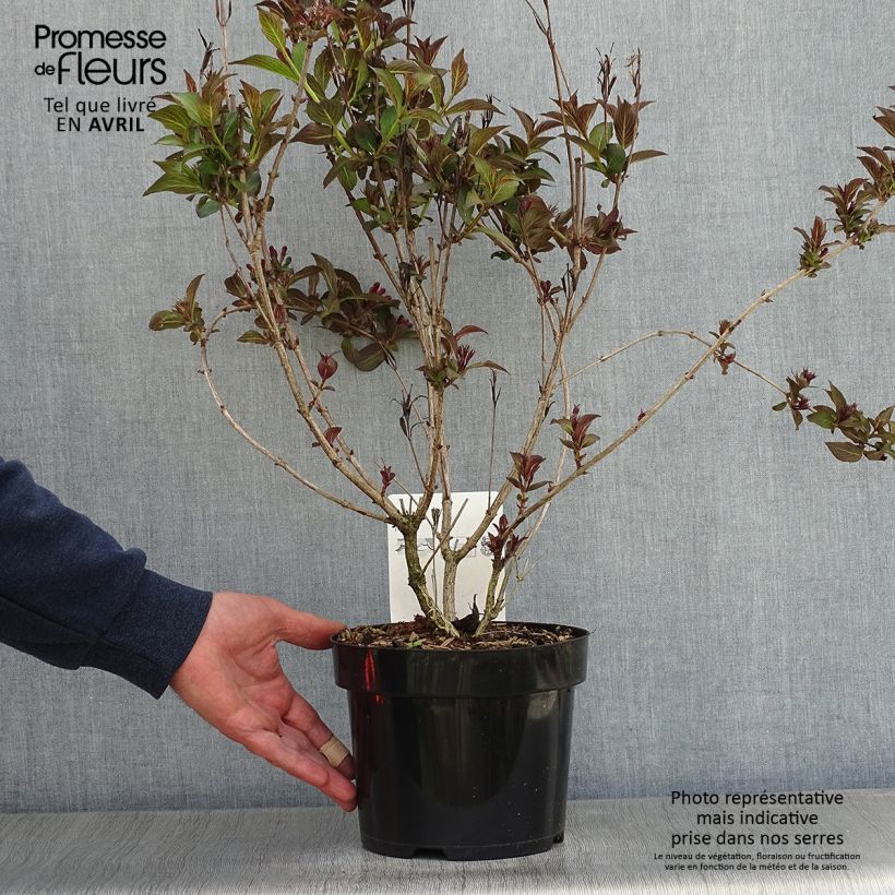 Exemplar von Weigela florida Victoria Pot de 2L/3L wie im Frühjahr geliefert