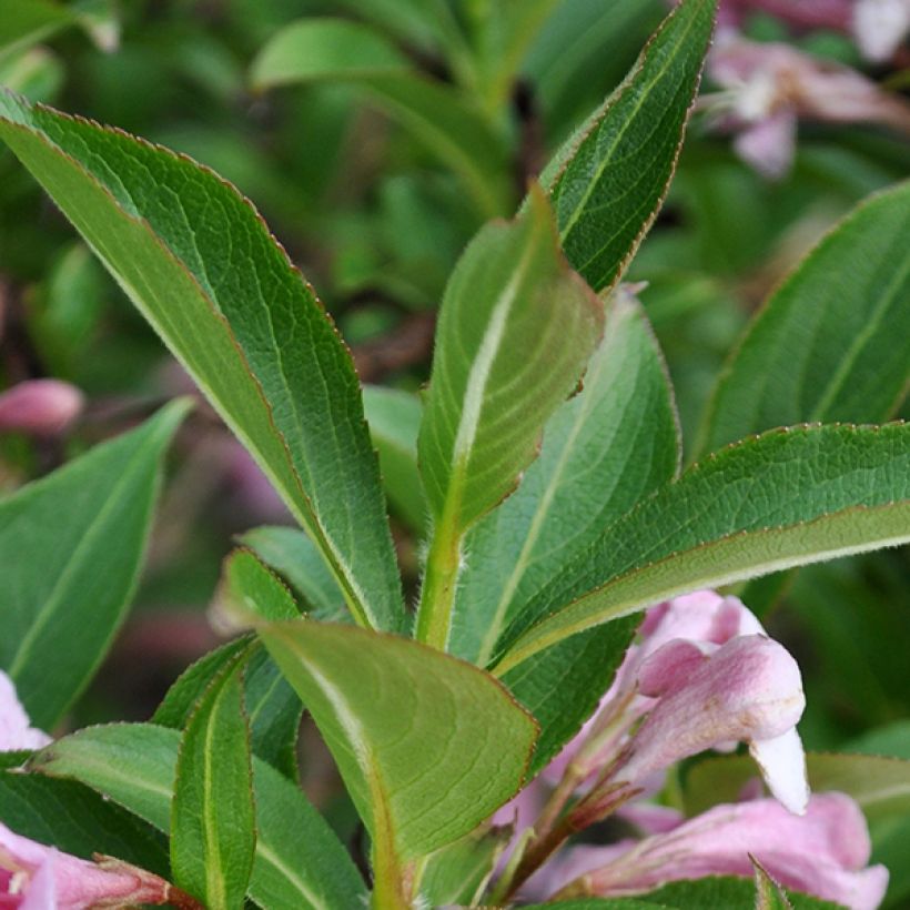 Weigela florida Pink Poppet (Laub)