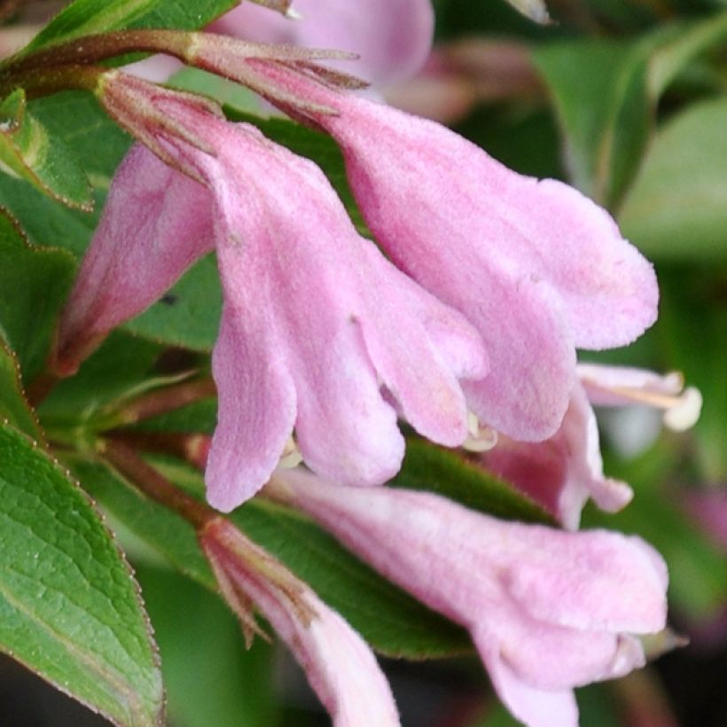 Weigela florida Pink Poppet (Blüte)