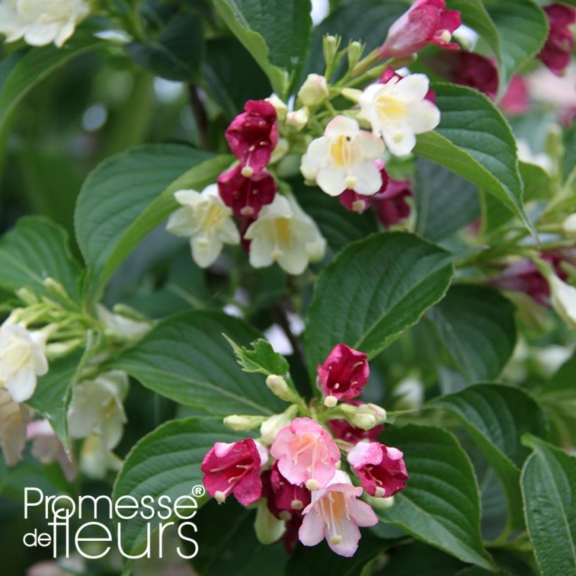 Weigela Carnaval (Laub)