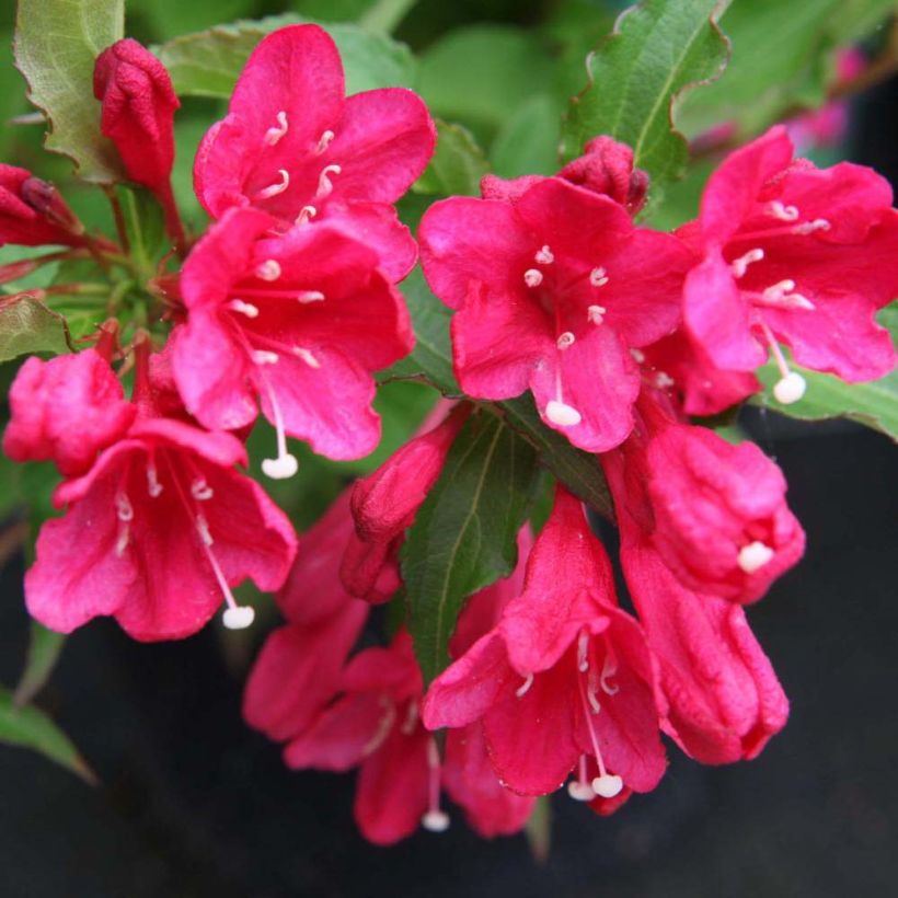 Weigela Red Prince (Blüte)