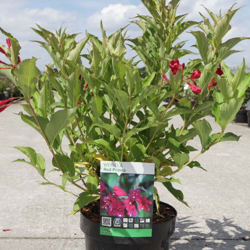 Weigela Red Prince (Hafen)