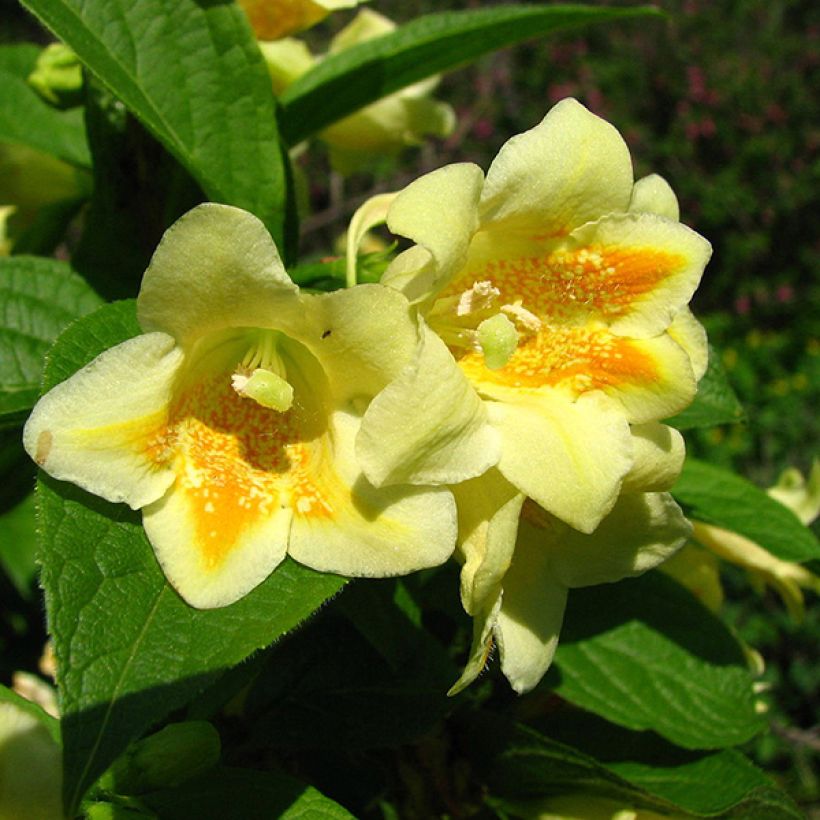 Weigela middendorffiana - Middendorffs Weigelie (Blüte)