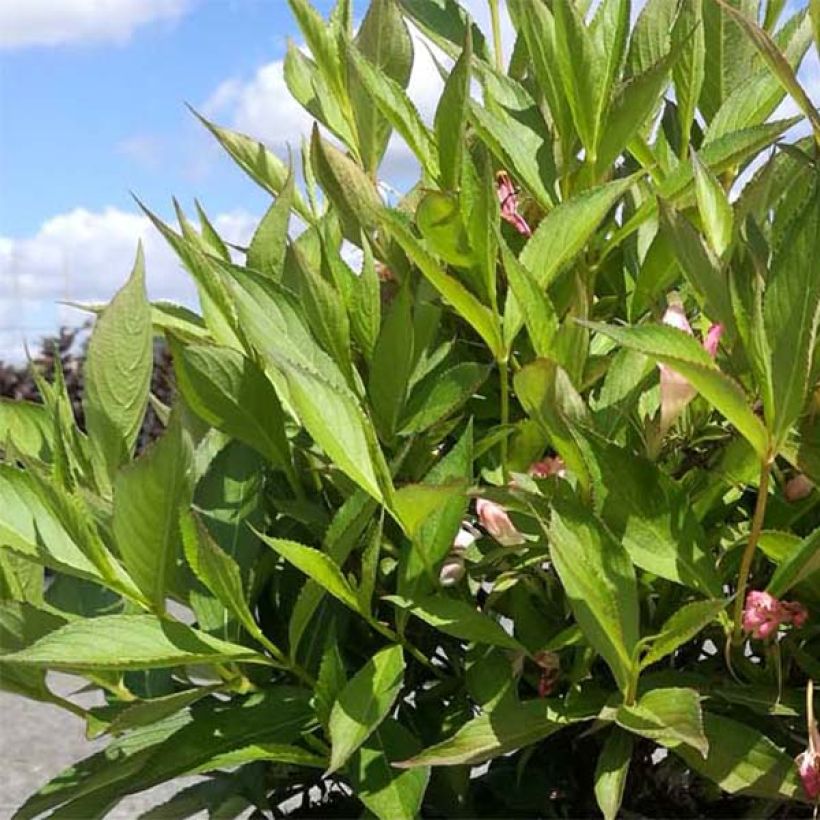 Weigela All Summer Peach (Laub)