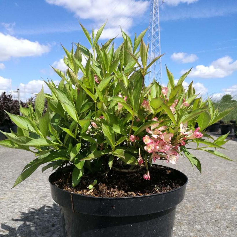 Weigela All Summer Peach (Hafen)