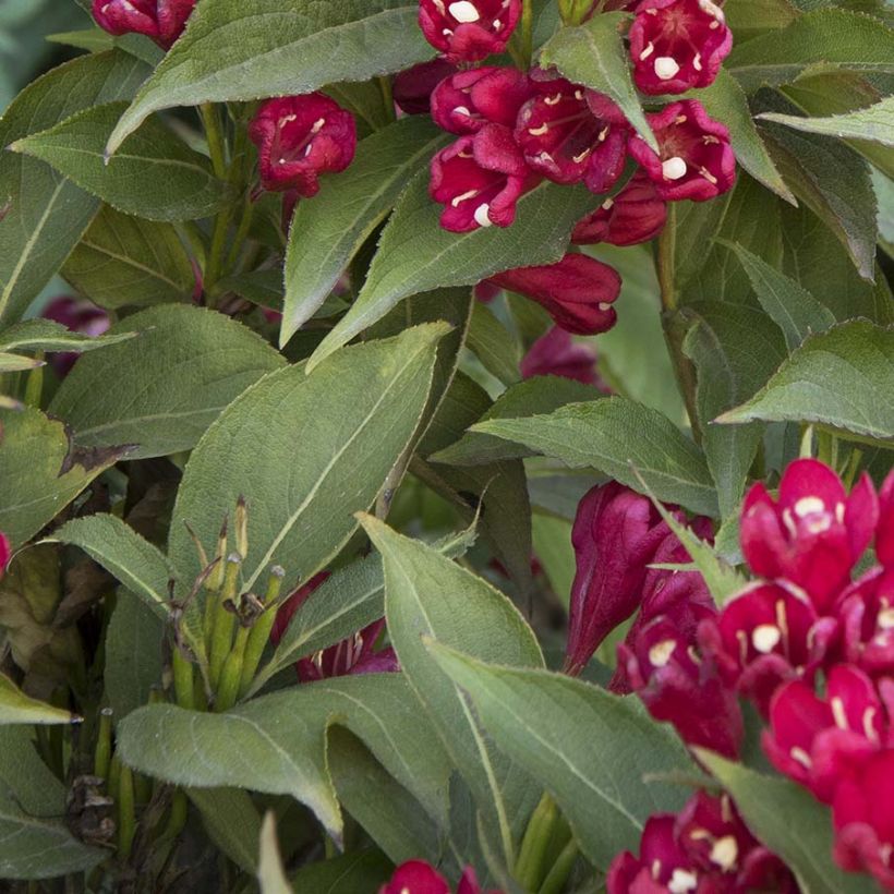 Weigela All Summer Red (Laub)