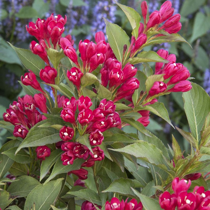 Weigela All Summer Red (Blüte)