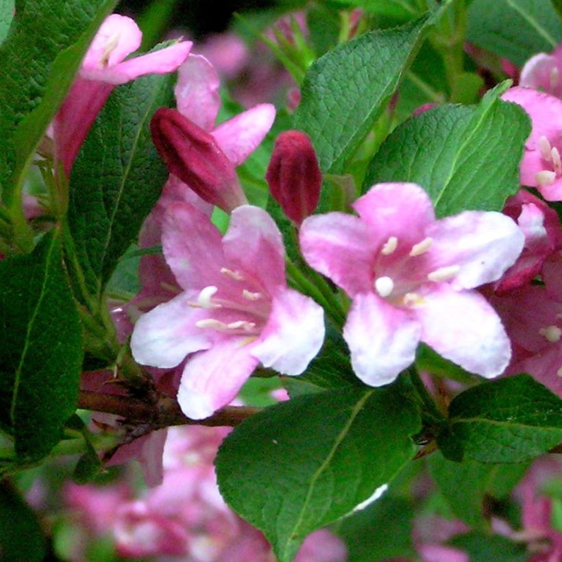 Weigela Stelzneri (Laub)