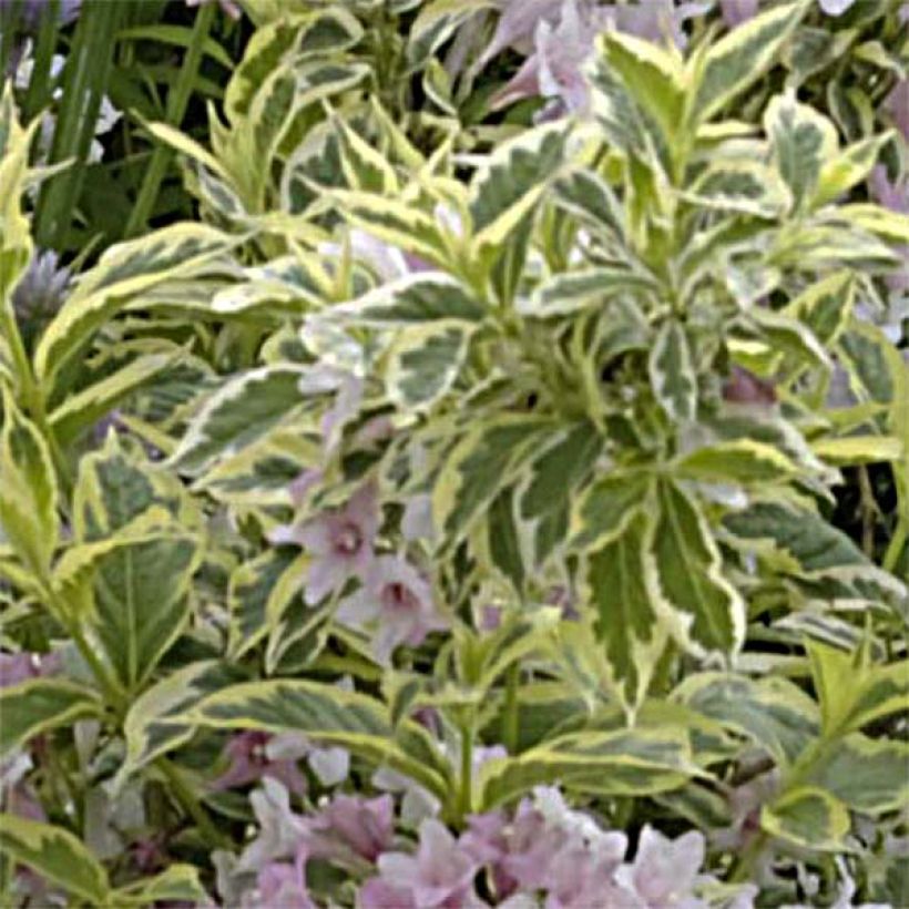 Weigela florida Nana Variegata (Laub)