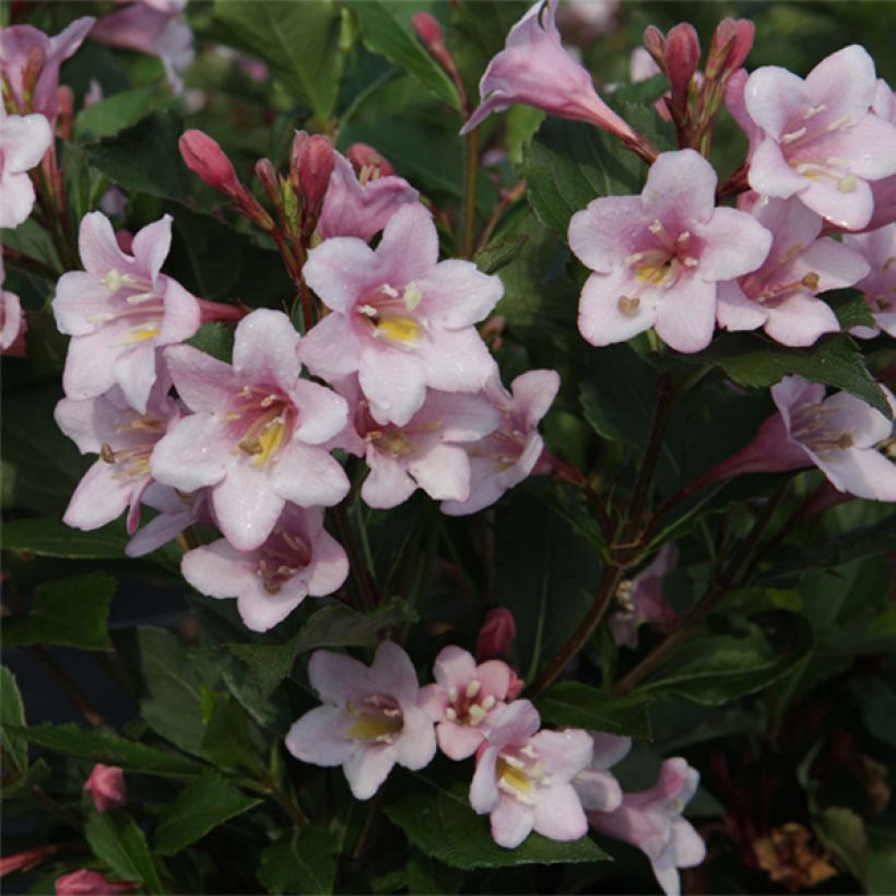 Weigela florida Polka (Blüte)