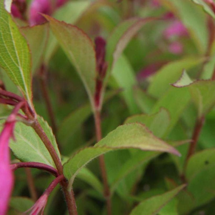 Weigela florida Princess Ayla (Laub)