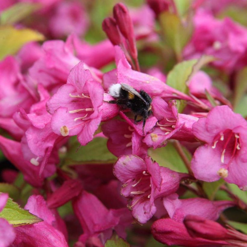 Weigela florida Princess Ayla (Blüte)