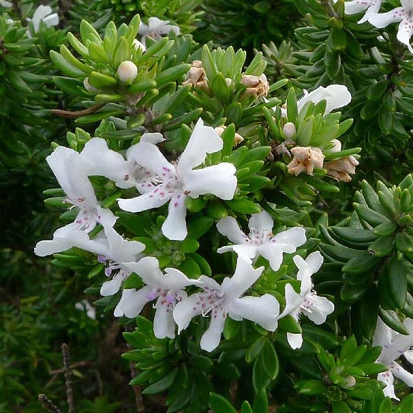 Westringia fruticosa - Australischer Rosmarin (Blüte)